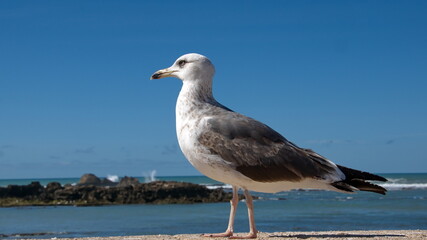 Yellow-legged gull (Larus michahellis) perched on a wall along the waterfront at the port in Essaouira, Morocco