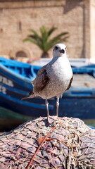 Yellow-legged gull (Larus michahellis) perched on a fishing net at the port in Essaouira, Morocco