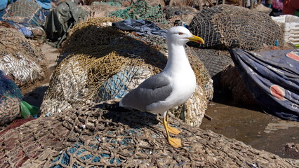 Yellow-legged gull (Larus michahellis) perched on a fishing net at the port in Essaouira, Morocco
