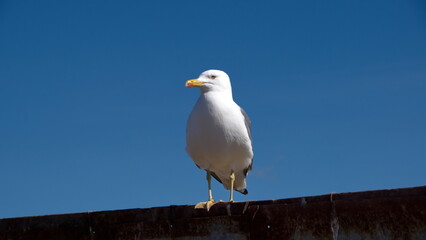 Yellow-legged gull (Larus michahellis) perched on a wall at the port in Essaouira, Morocco