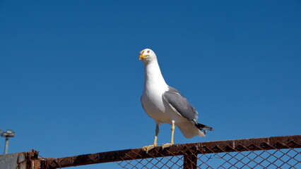 Yellow-legged gull (Larus michahellis) perched on a fence at the port in Essaouira, Morocco
