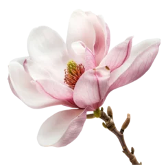Zelfklevend Fotobehang PNG A magnolia flower blossom petal plant white © Rawpixel.com