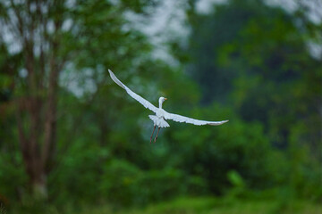 Bird Crane flying in the field