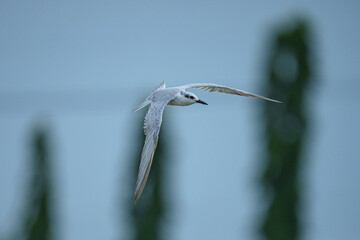Whiskered Tern - Fly in field feeding some food