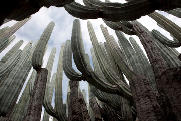 Mexico giant cereus on a cloudy winter day