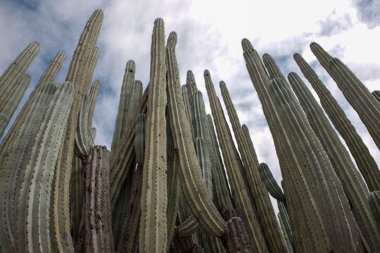 Mexico giant cereus on a cloudy winter day