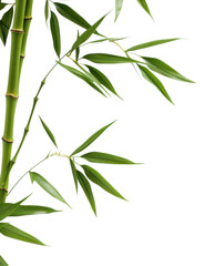 Fototapeta na wymiar PNG Bamboo backgrounds plant white background