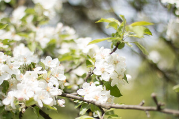 Blossoming apple tree. What a beautiful nature.
