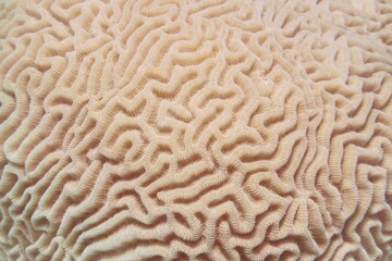 Abstract background  - Organic texture of the hard brain coral