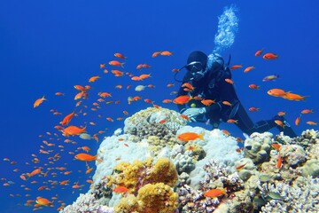 Man scuba diver near beautiful coral reef surrounded with shoal of coral fish