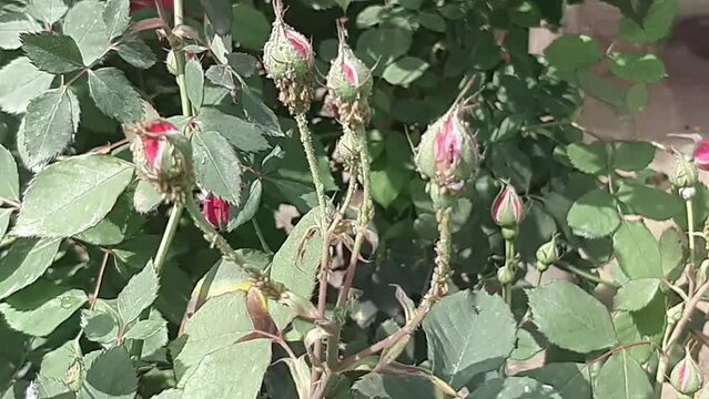 Slow motion Footag of Rose Flower buds Wetting by due drops in summer morning. My rose plants are being attacked by something that damages the outer petals. Bugs attacking rose buds. 4K footage.