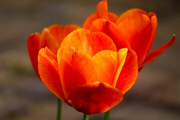 Blüte von Tulpen in rot orange