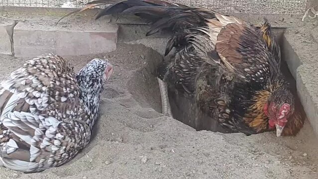 Slow motion of Aseel Rooster and hens bathe in sand. The rooster is dusting himself with his wings. And he is bathing in the ground to clean his feathers. The natural process of roosters sand bathing.