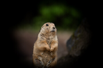 Portrait of a Prairie dog in the zoo