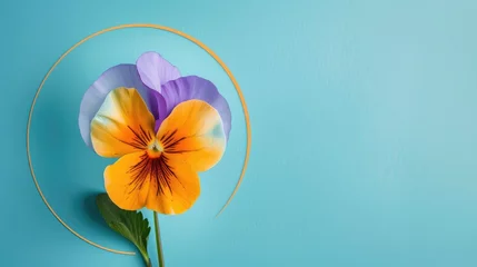Fotobehang The Pansy Flower with Circle on a Blue Background © 2rogan