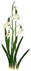 PNG Japanese wood block print illustration of snowdrop flower plant petal amaryllidaceae