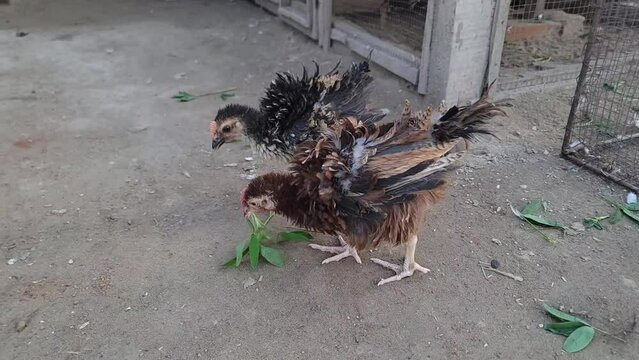 Slow Motion Footage of Frizzle chicks. Young Frizzle Chick Cochin Mix Bread. Frizzle feather chicken, young domestic chicken bird with brown feathers, fancy chicken breed, fighting for food. 4K.