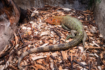 Lizard on the ground in the zoo. Close-up.