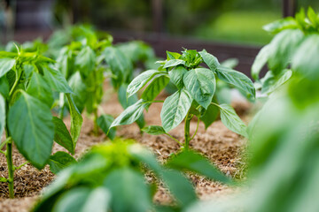 Cultivating bell peppers in a greenhouse on summer day. Growing own fruits and vegetables in a homestead.