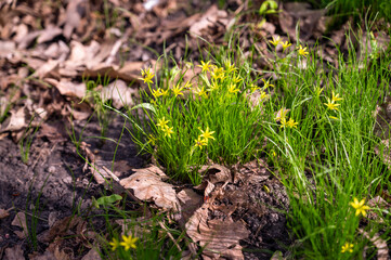Yellow spring flowers in the forest. Early spring in the forest.