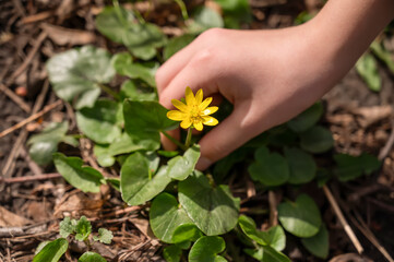 Small yellow flower in the hands of a child on a background of green leaves