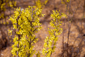 Forsythia blooming in early spring, close-up