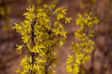 Forsythia blooming in early spring, close-up