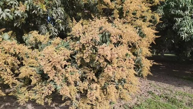 Mango tree in flower. The mango bouquet or mango flower is blooming full on the mango trees at  pakistan. Evergreen tree, lanceolate leaves, pale yellow flowers and drupe fruit.Slow motion 4K Footage.