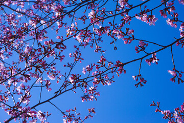 Close up of flowering tree against the sky