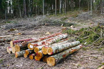 Round rough tree logs and tree branches at the edge of the forest after sanitary felling, forestry