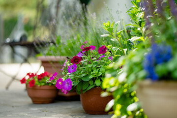 Beautiful purple petunia flowers blossoming in flower pots in a backyard. - obrazy, fototapety, plakaty