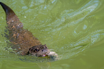 European river otter (Lutra lutra) swimming in creek with caught freshwater fish in muzzle