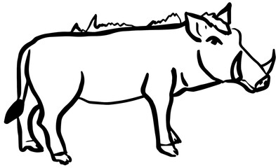 Boar