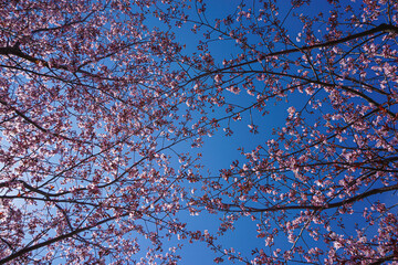 Close up of flowering tree against the sky