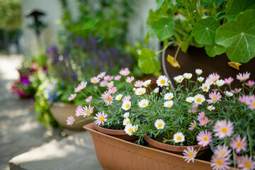 Beautiful pink and white Pyrethrum daisy flowers blossoming a flower pot under the sunlight.