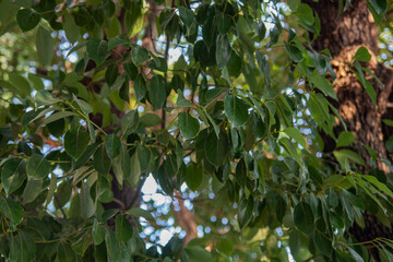 Leaves of a large lush tree. Leaves close up. Sky gaps through dense foliage. Tree branch with green leaves.