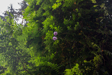 Two small flowers on a big tree. Lush tree with thick green leaves. Branch with lilac flowers on the tree.