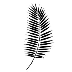 Palm tree leaf silhouette. Vector illustration isolated on white background