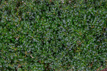 Fototapeta na wymiar Green wall of leaves. Beautiful grass texture. Bright summer background.