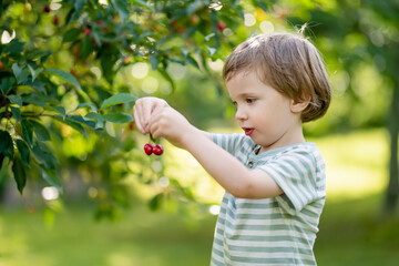 Cute little boy eating fresh organic cherries freshly harvested from the tree on sunny summer day. Kid having fun on a cherry orchard.