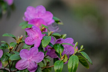 Beautiful spring tree flowers. Rhododendron flower. Azalea Rhododendron Flower. Purple Rhododendron.
