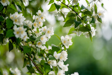 Blooming jasmine shrub on summer day. Blossoming Jasmine flowers in spring garden.