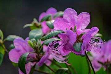 Beautiful spring tree flowers. Rhododendron flower. Azalea Rhododendron Flower. Purple Rhododendron.