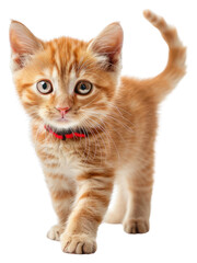 PNG Orange tabbie kitten mammal animal pet