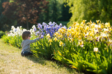 Cute little boy admiring colorful iris flowers blossoming on a flower bed in the park on sunny...