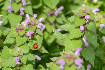Ladybug on a blossoming leaf