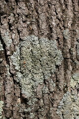 bark of a tree