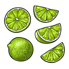 Lime whole and slice. Vintage color vector engraving illustration for label poster web. Isolated on white background - 786564144