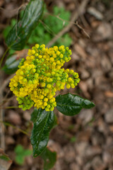 Mahonia blossoming