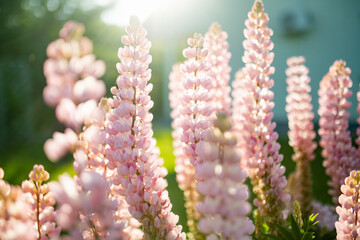 Beautiful pink lupins blossoming on flower bed on summer day. Bunch of lupines summer background.